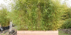 Bamboo in custom planter