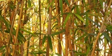 Bambusa multiplex  Alphonse Karr