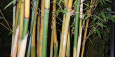 Bambusa textilis var gracilis