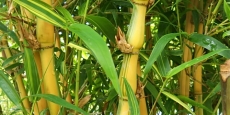 Bambusa ventricosa Holochrysa kimmei