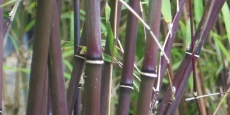 Borinda fungosa Chocolate Bamboo