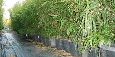 Chimonobambusa quadrangularis Square Bamboo