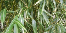 Phyllostachys bambusoides Aureostriata