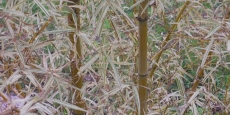Phyllostachys bambusoides Richard Haubrich