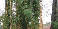 Phyllostachys vivax Aureocaulis and Palms