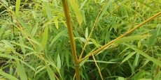 Phyllostachys vivax Huangwenzhu