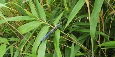 Pseudosasa japonica Arrow Bamboo