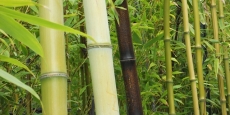 A garden of bamboo